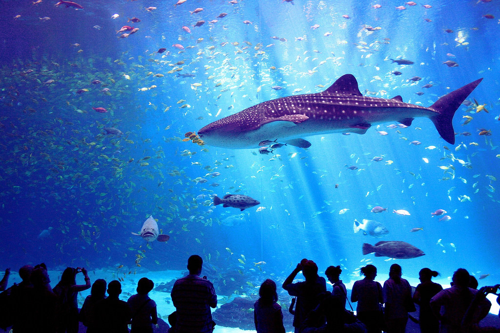 maior aeroporto do mundo - O Georgia Aquarium é uma boa opção para os visitantes