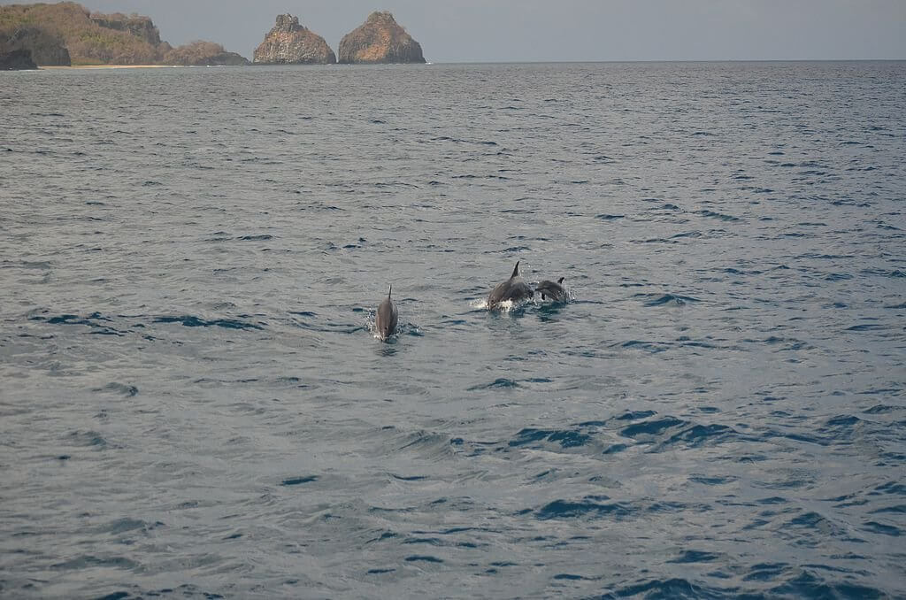 viagem para Fernando de Noronha - O que fazer em Fernando de Noronha