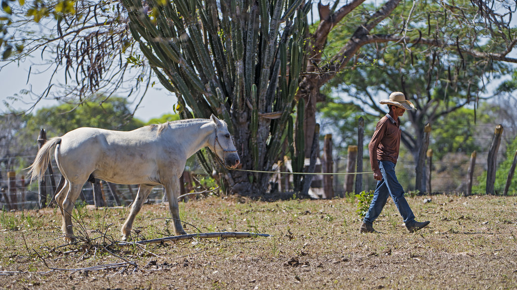 viagem para o pantanal - Passar o dia como um pantaneiro