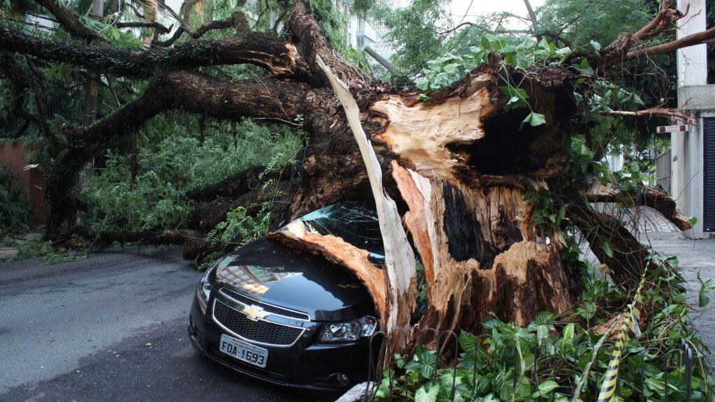 Imagem de um carro atingido por uma árvore.